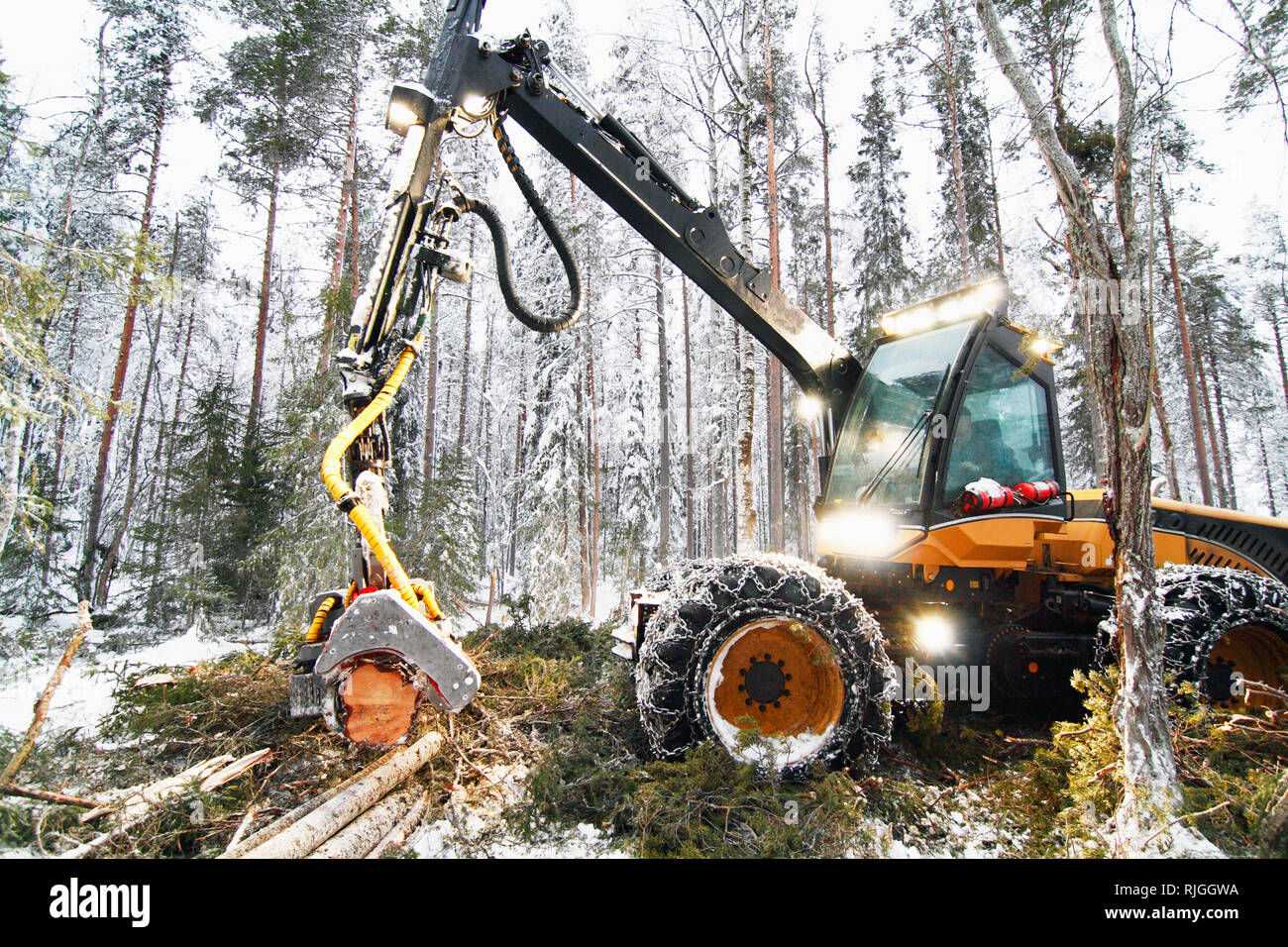 Logging vehicle carrying timber Stock Photo Alamy