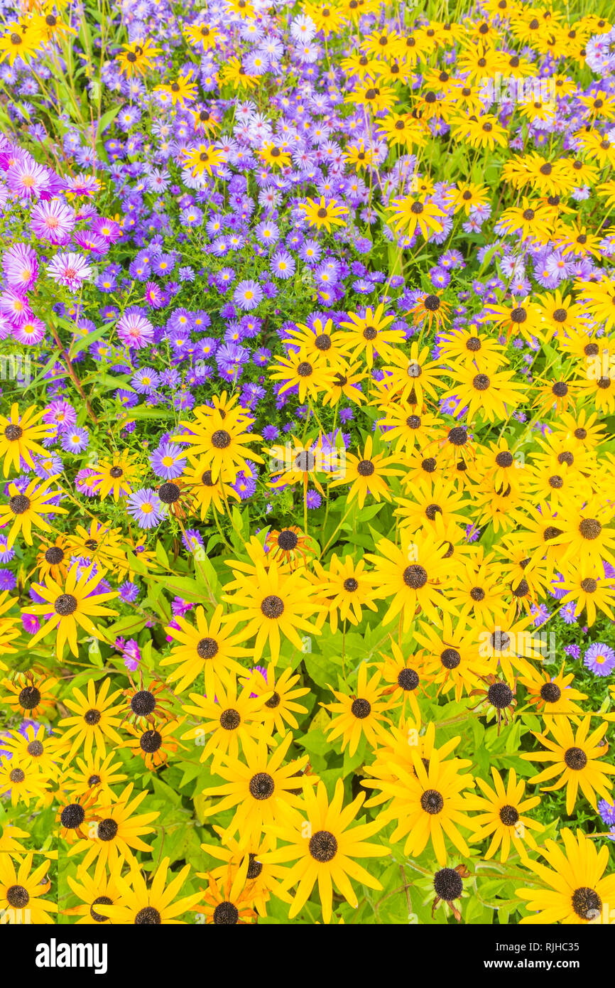 blue and yellow flowers Stock Photo Alamy