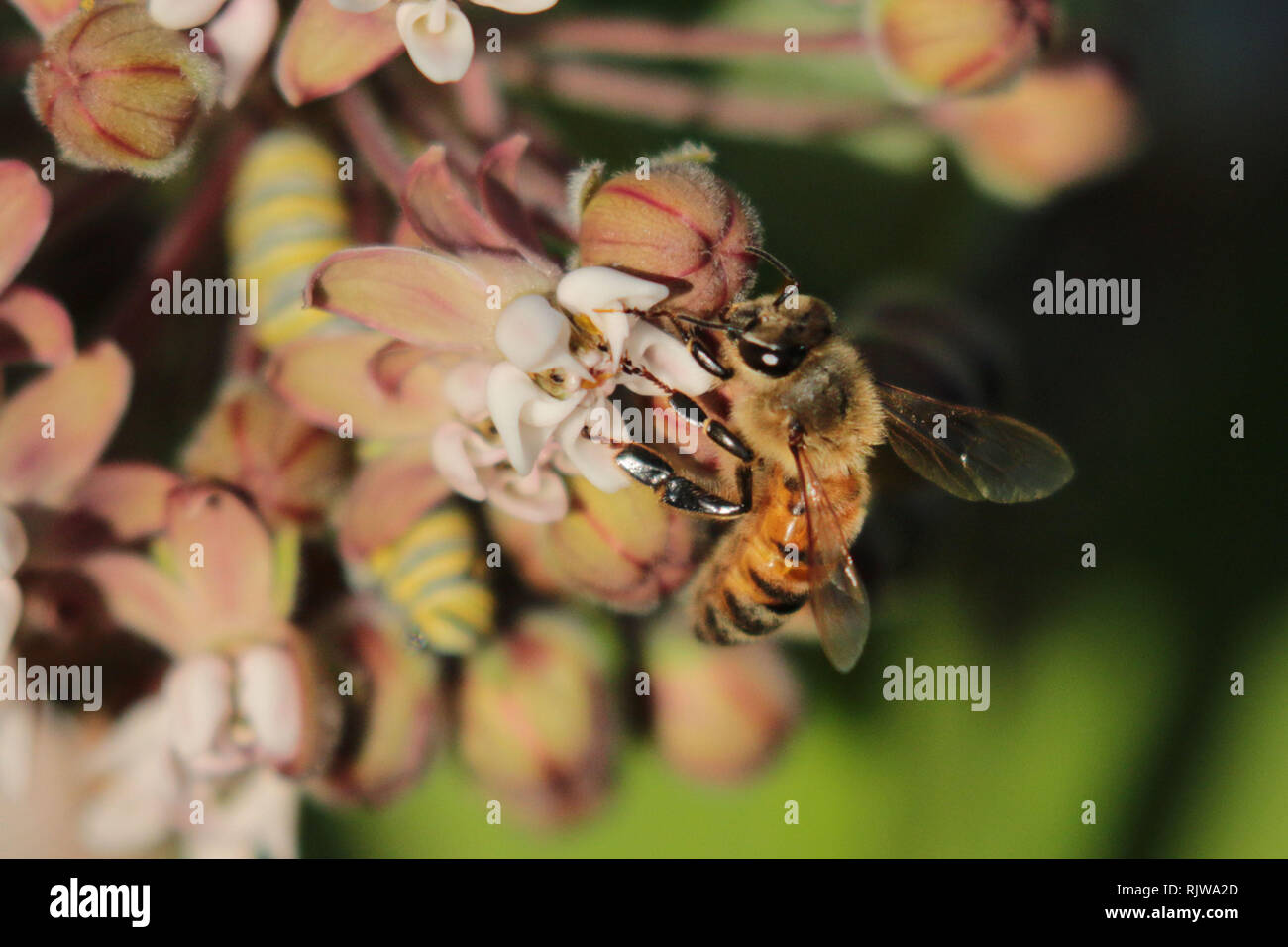 Extremely beneficial insects hires stock photography and images Alamy