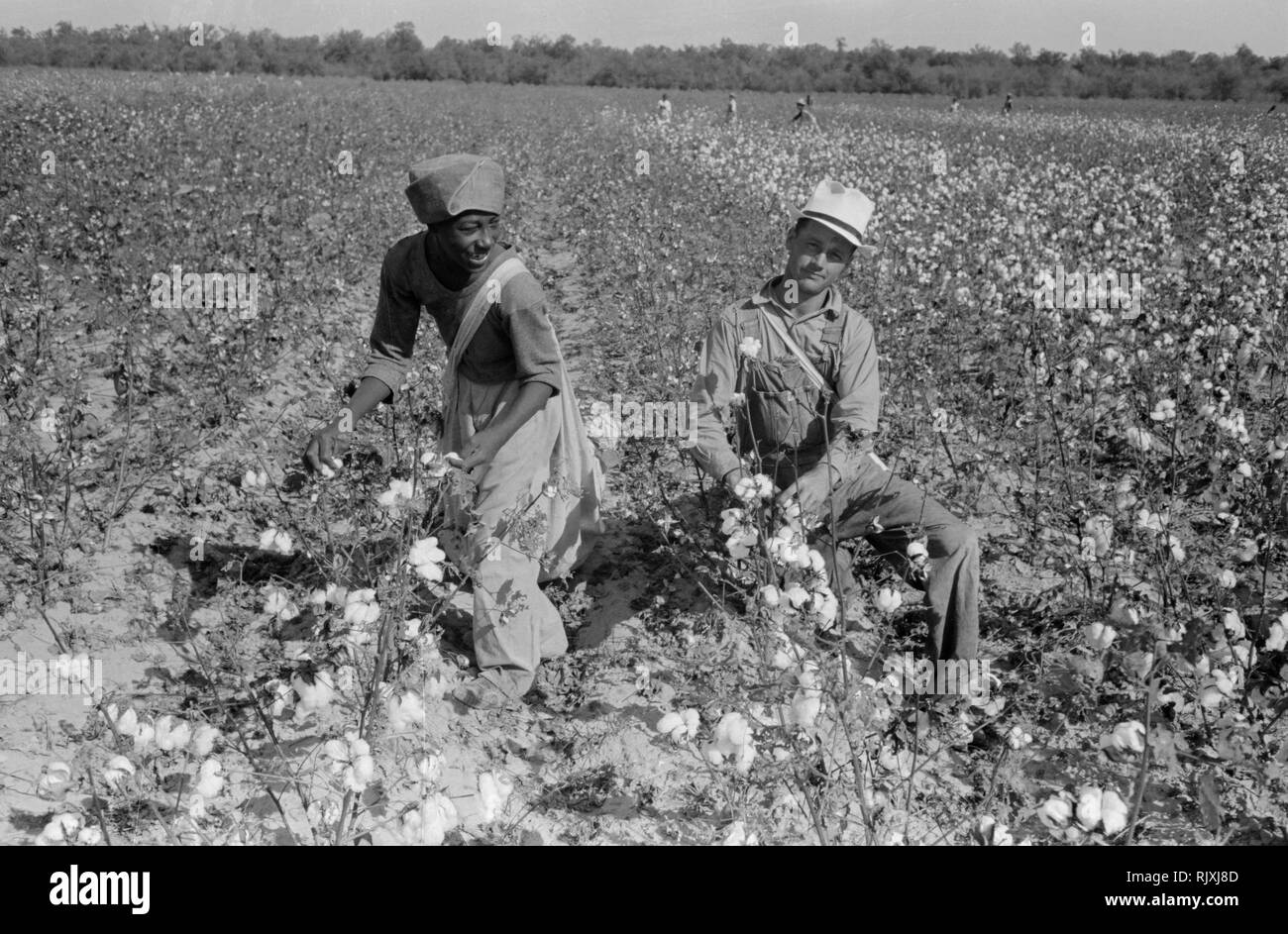Picking cotton Black and White Stock Photos & Images Alamy