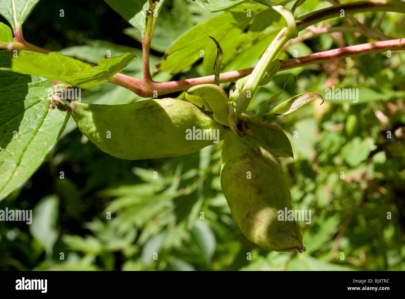 Yellow Tree Peony Stock Photo Alamy
