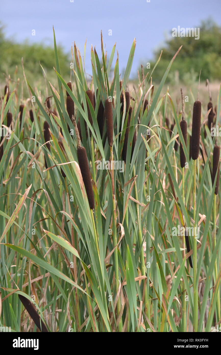 Bulrushes Stock Photo Alamy
