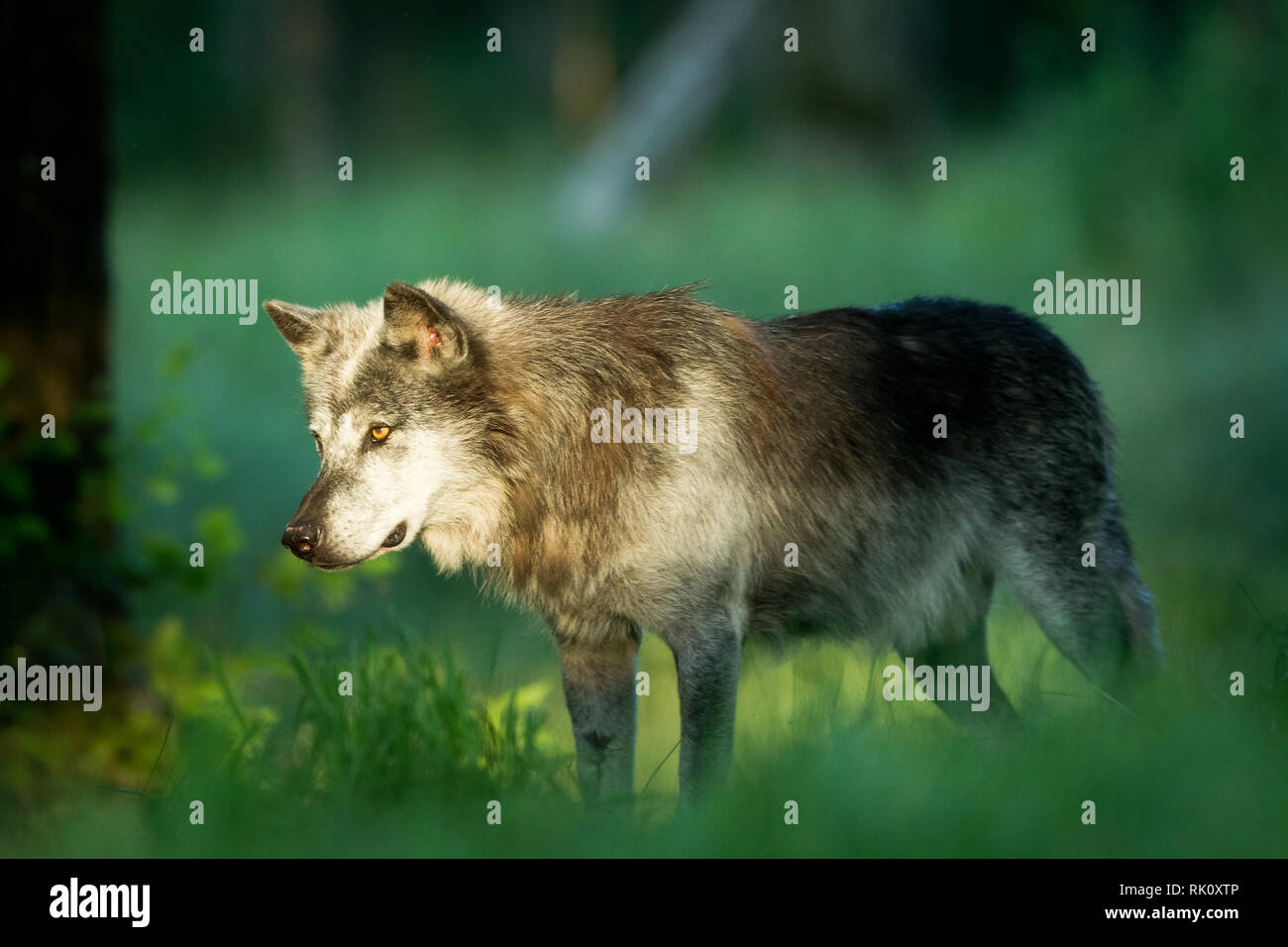 Black Wolf in the forest Stock Photo Alamy