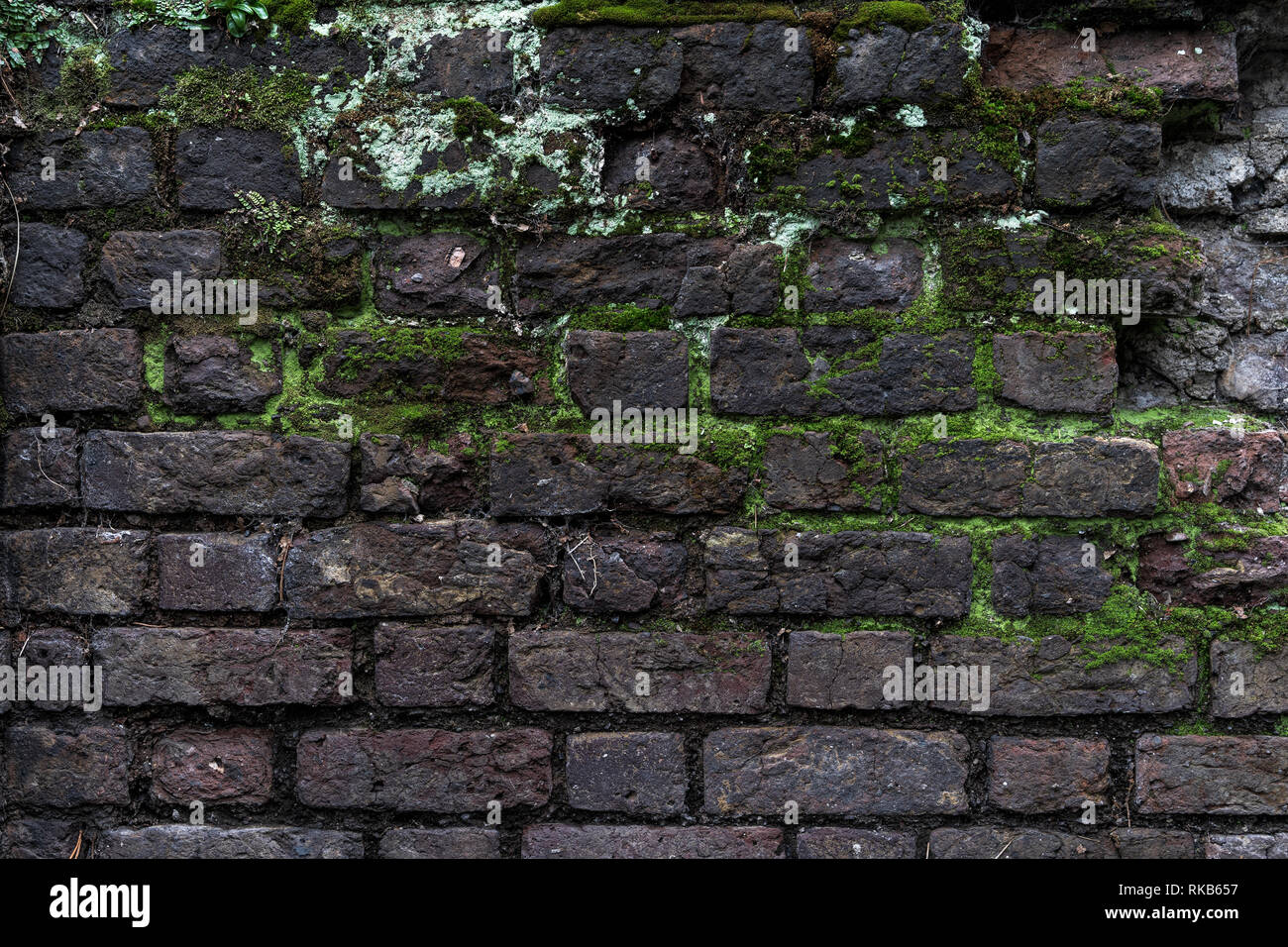 Old damaged rustic brick wall with green moss high quality texture