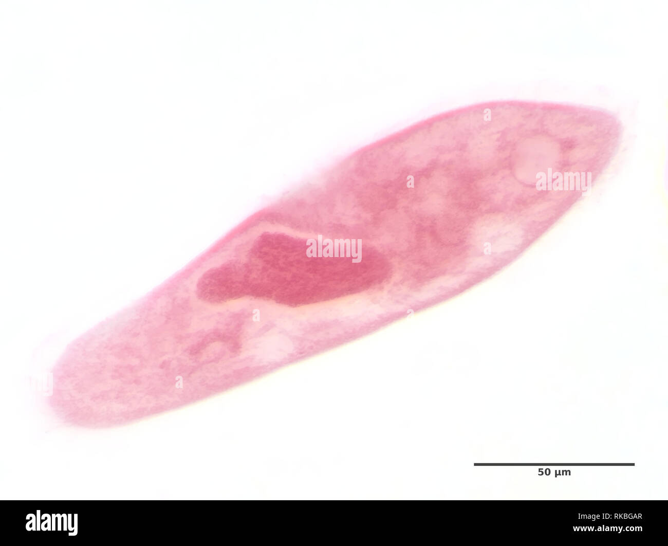 Paramecium Labeled Microscope