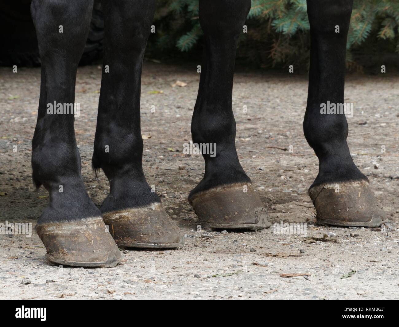 Horse with leg up hires stock photography and images Alamy