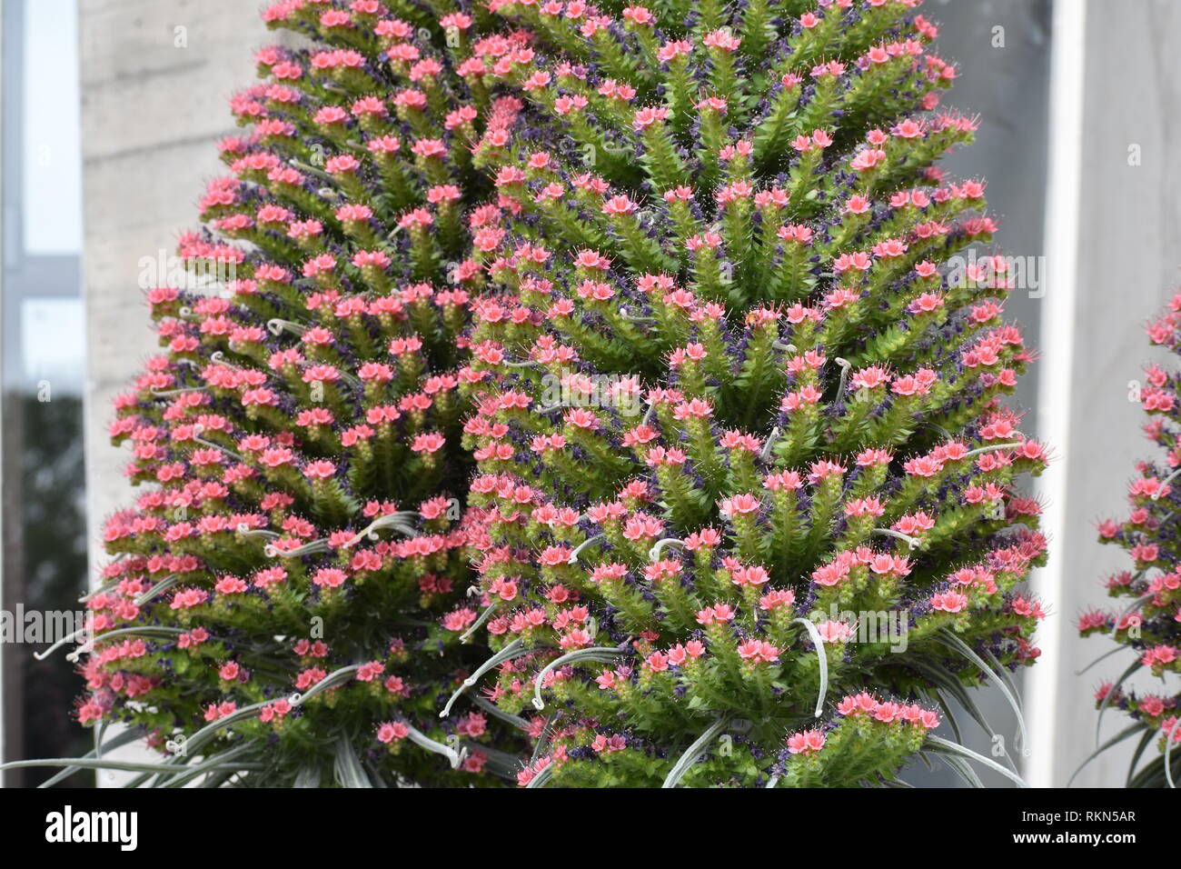Denver botanic garden hires stock photography and images Alamy
