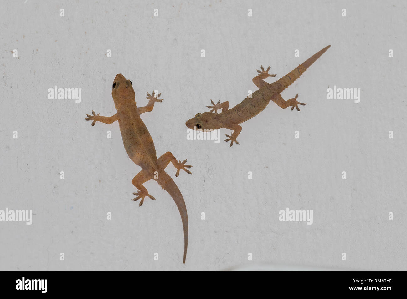 Tropical House Gecko Stock Photo Alamy