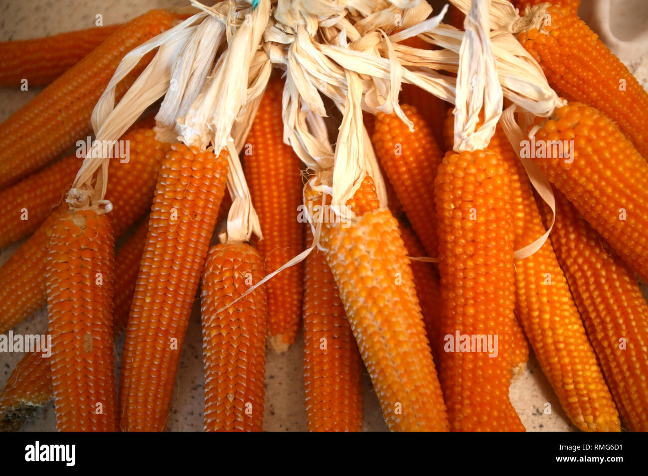 organic corn cobs together Stock Photo Alamy