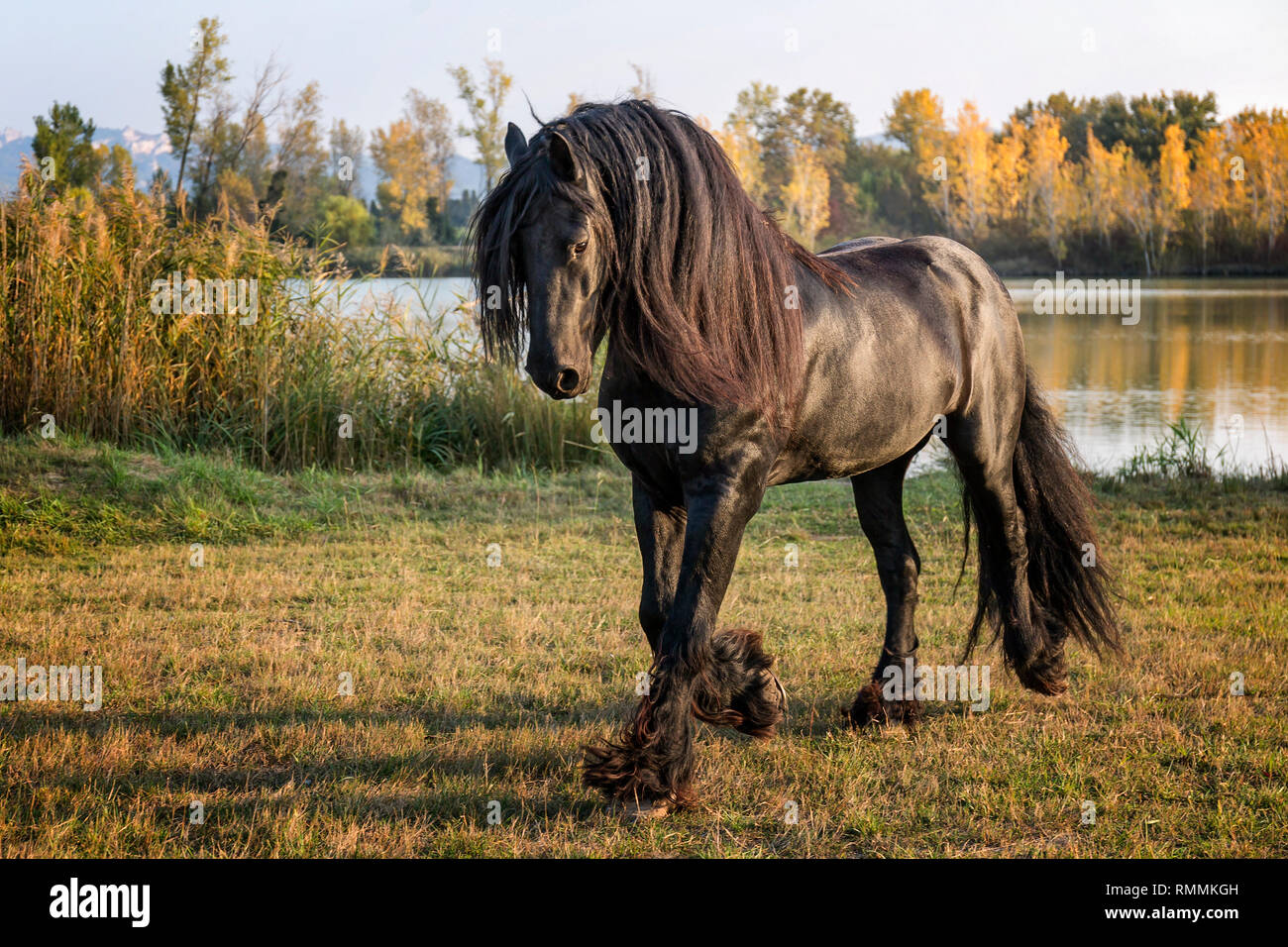 Shiny horse coat hires stock photography and images Alamy