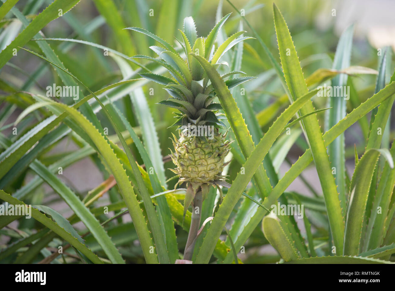 Small baby pineapple growing between sharp leafs with teeth Stock Photo