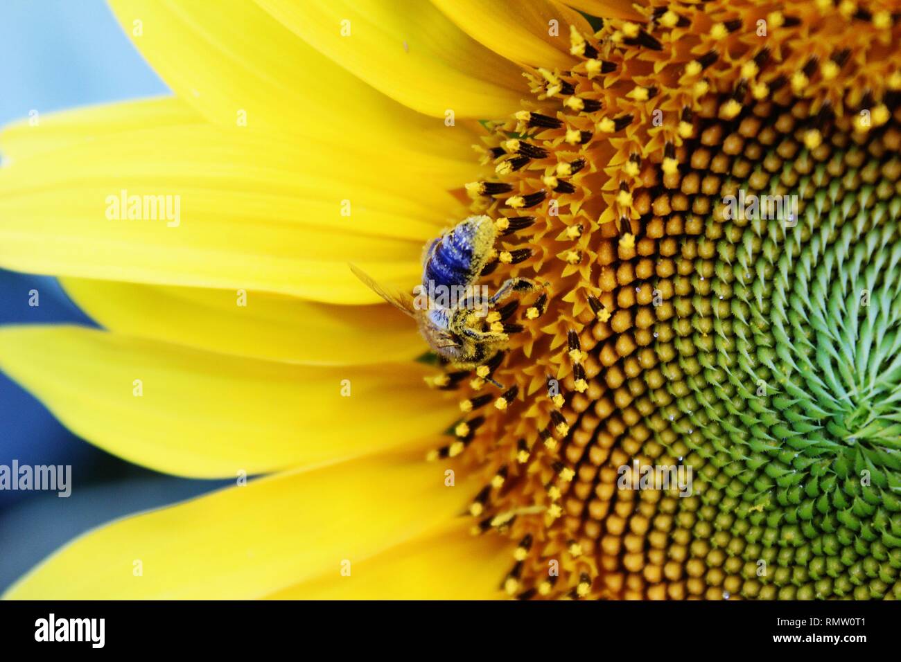 Sunflower and bee Stock Photo Alamy