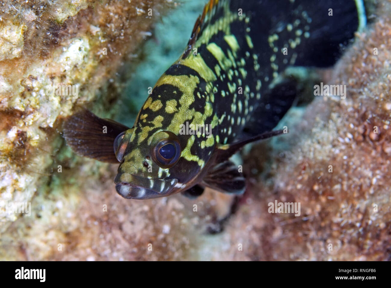 Grouper fish hires stock photography and images Alamy