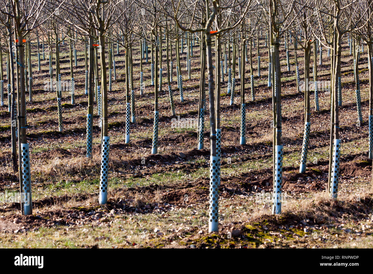 Tree nursery hires stock photography and images Alamy
