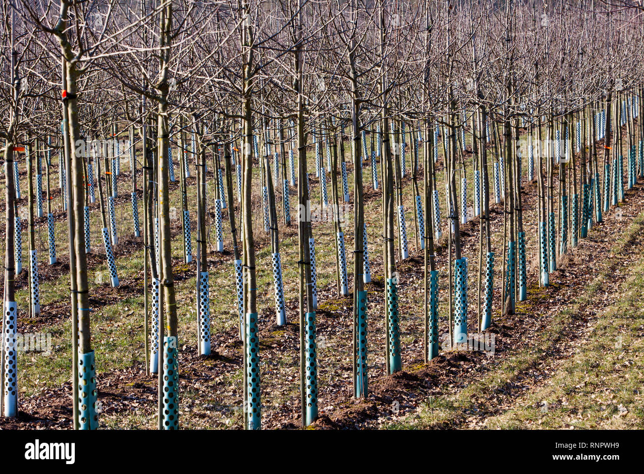 Tree nursery, Germany, Europe Stock Photo Alamy
