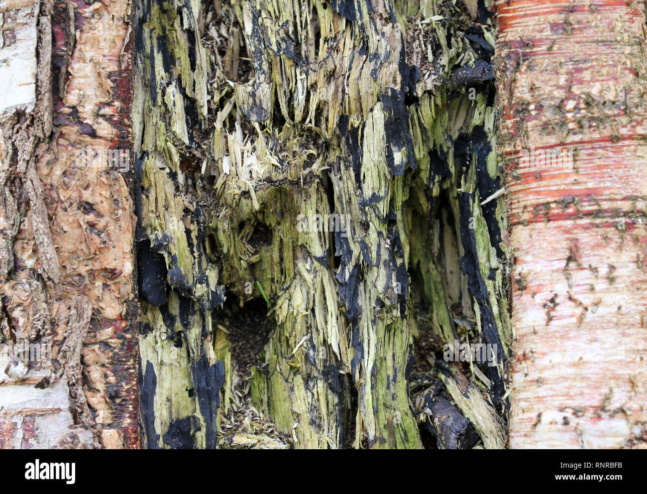 rotting birch trunk Stock Photo Alamy