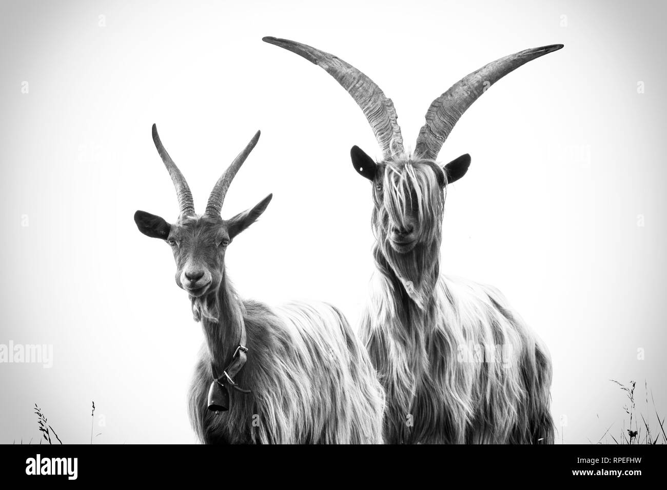 Mountain goat head Black and White Stock Photos & Images Alamy