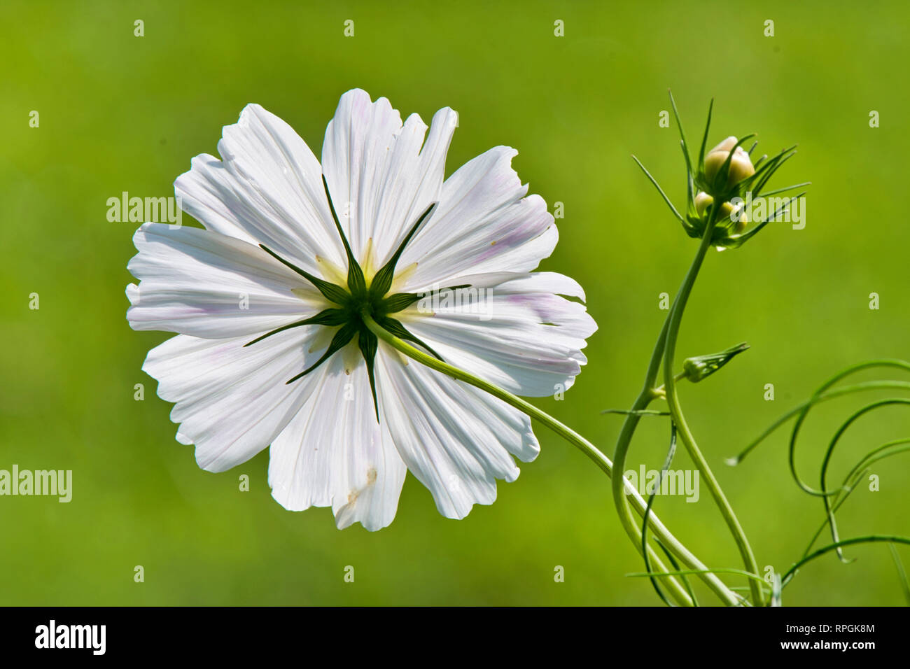 Flower Structure, Morphology Stock Photo - Alamy