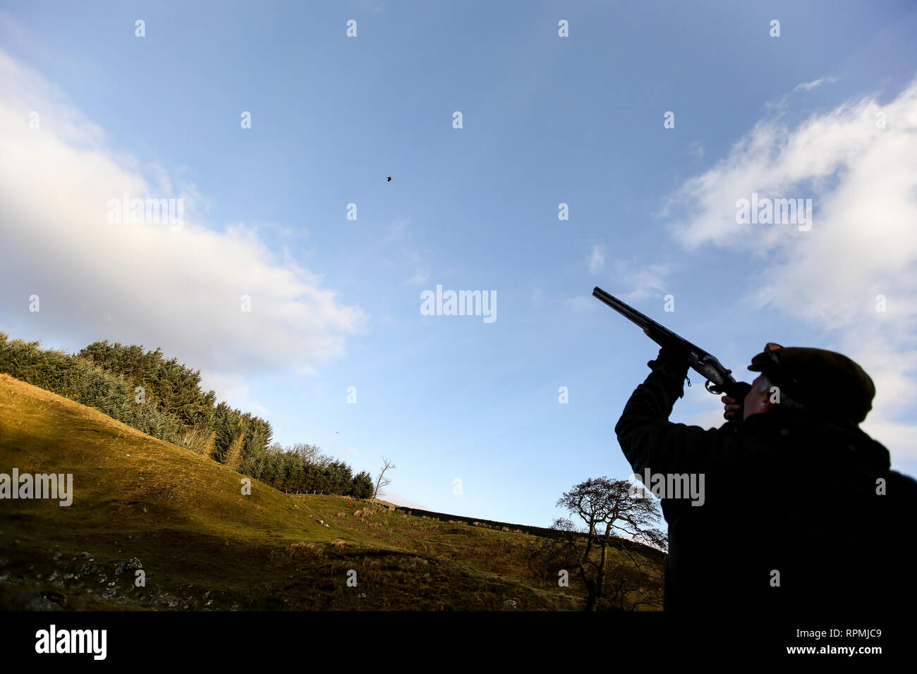 Pheasant shoot with gun dogs Stock Photo Alamy