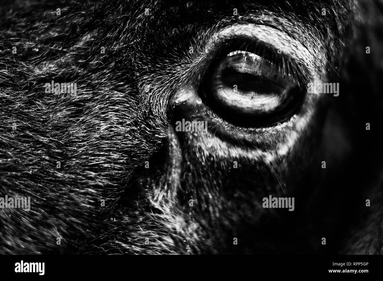 Sheep eye hires stock photography and images Alamy