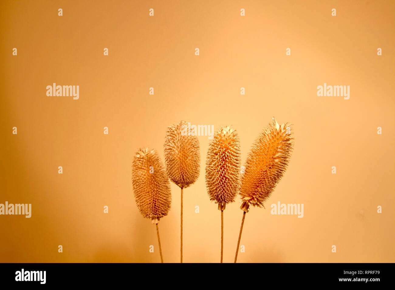 Setup Flowers High Resolution Stock Photography and Images Alamy