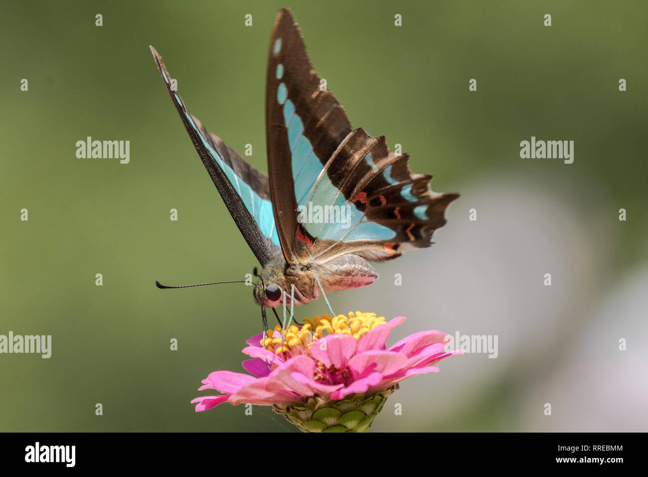 Blue Triangle Butterfly Stock Photo Alamy