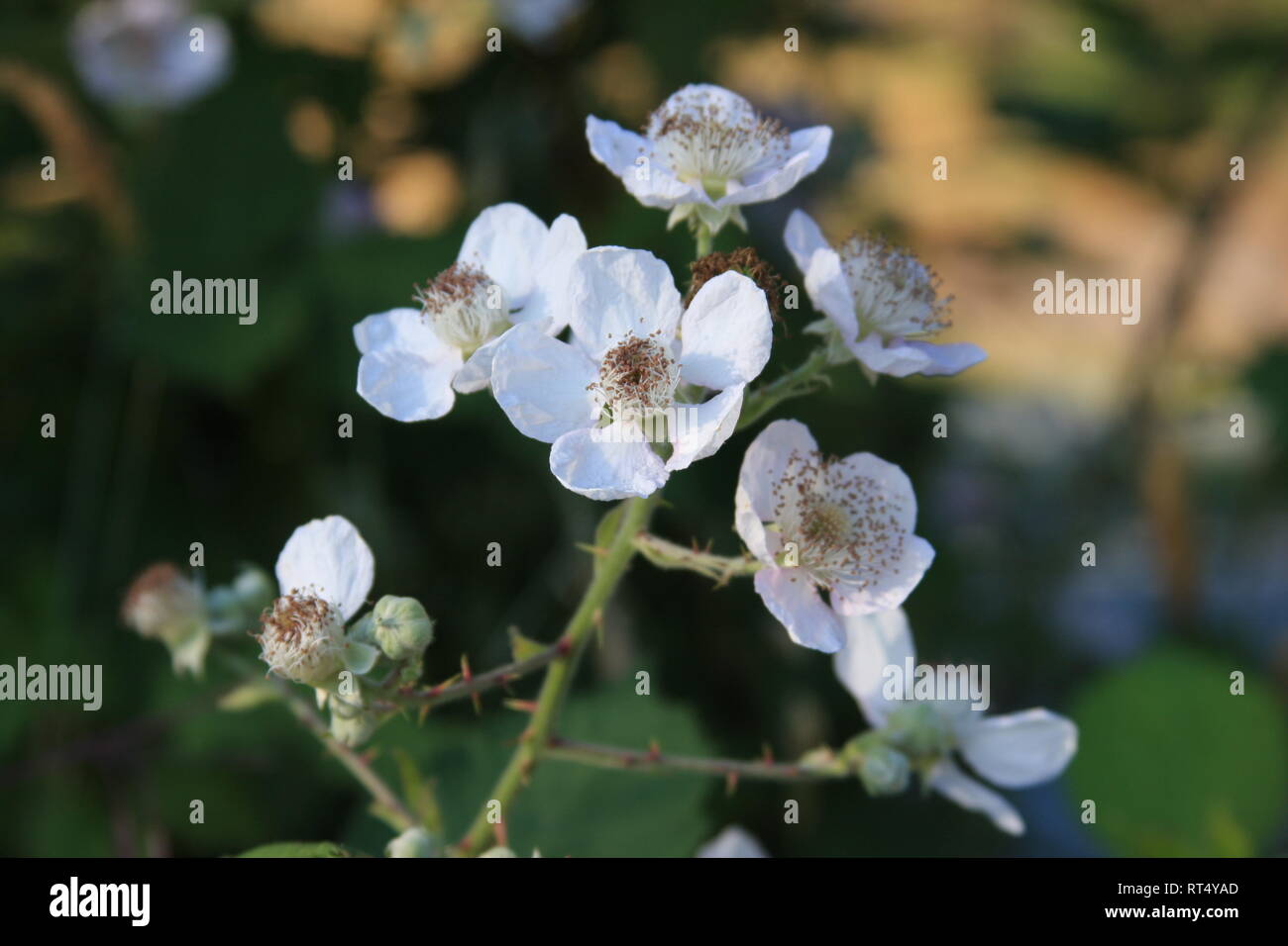 Cliffrose hires stock photography and images Alamy