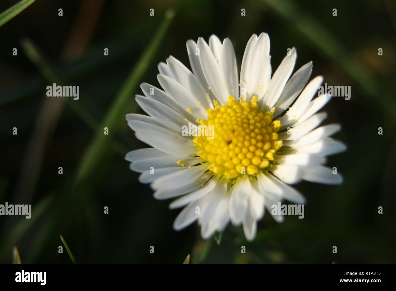 Daisy flower close up Stock Photo Alamy