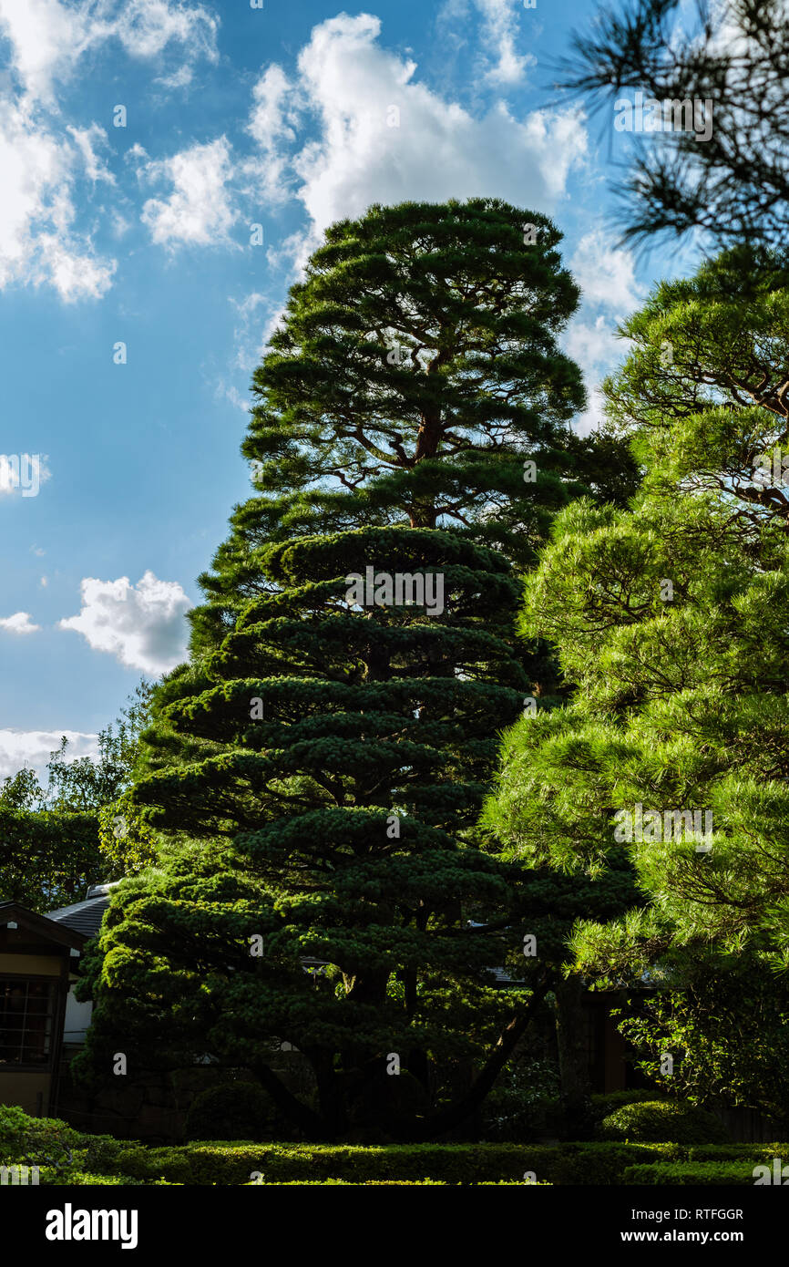 large pine tree in Japan Stock Photo Alamy