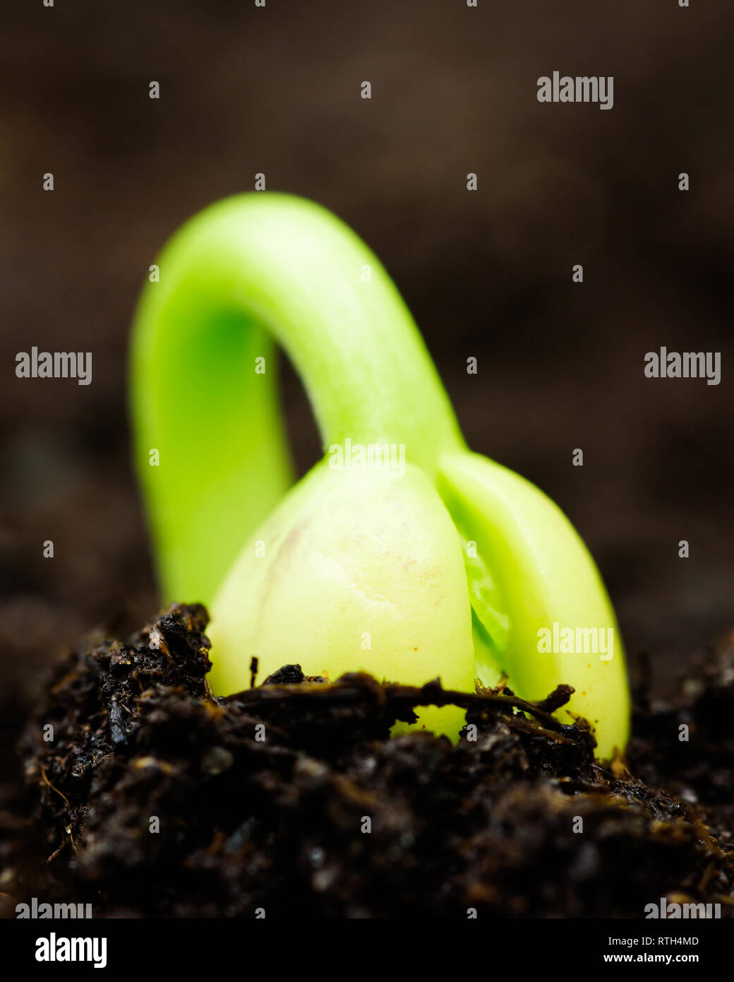 Kidney bean sprout hires stock photography and images Alamy