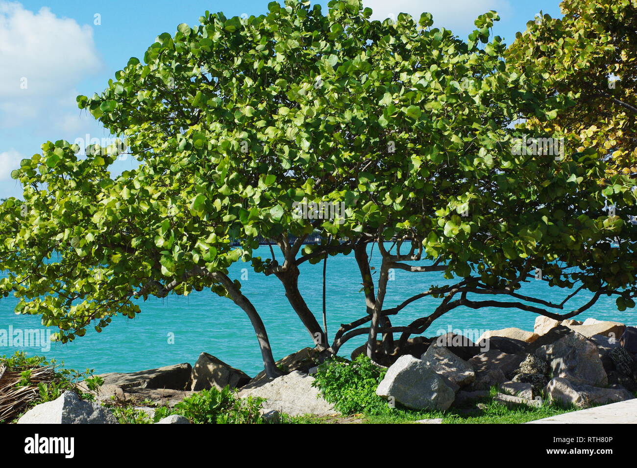 Sea grape hires stock photography and images Alamy