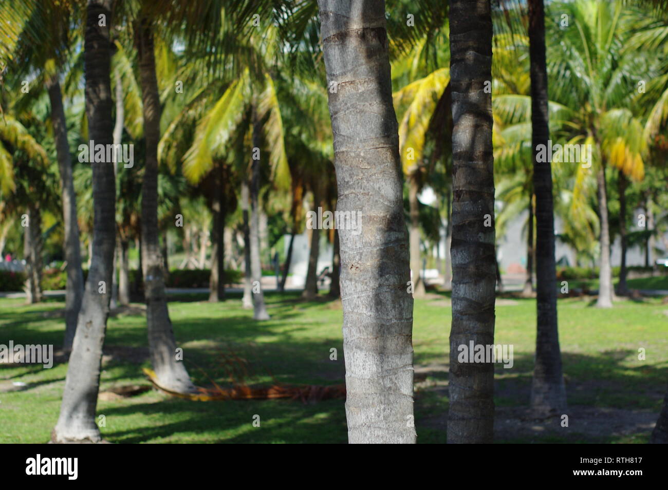 Palm trees in Florida Stock Photo Alamy