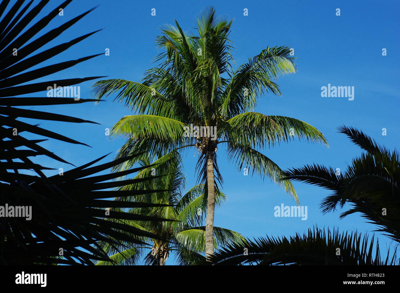 Palm trees in Florida Stock Photo Alamy