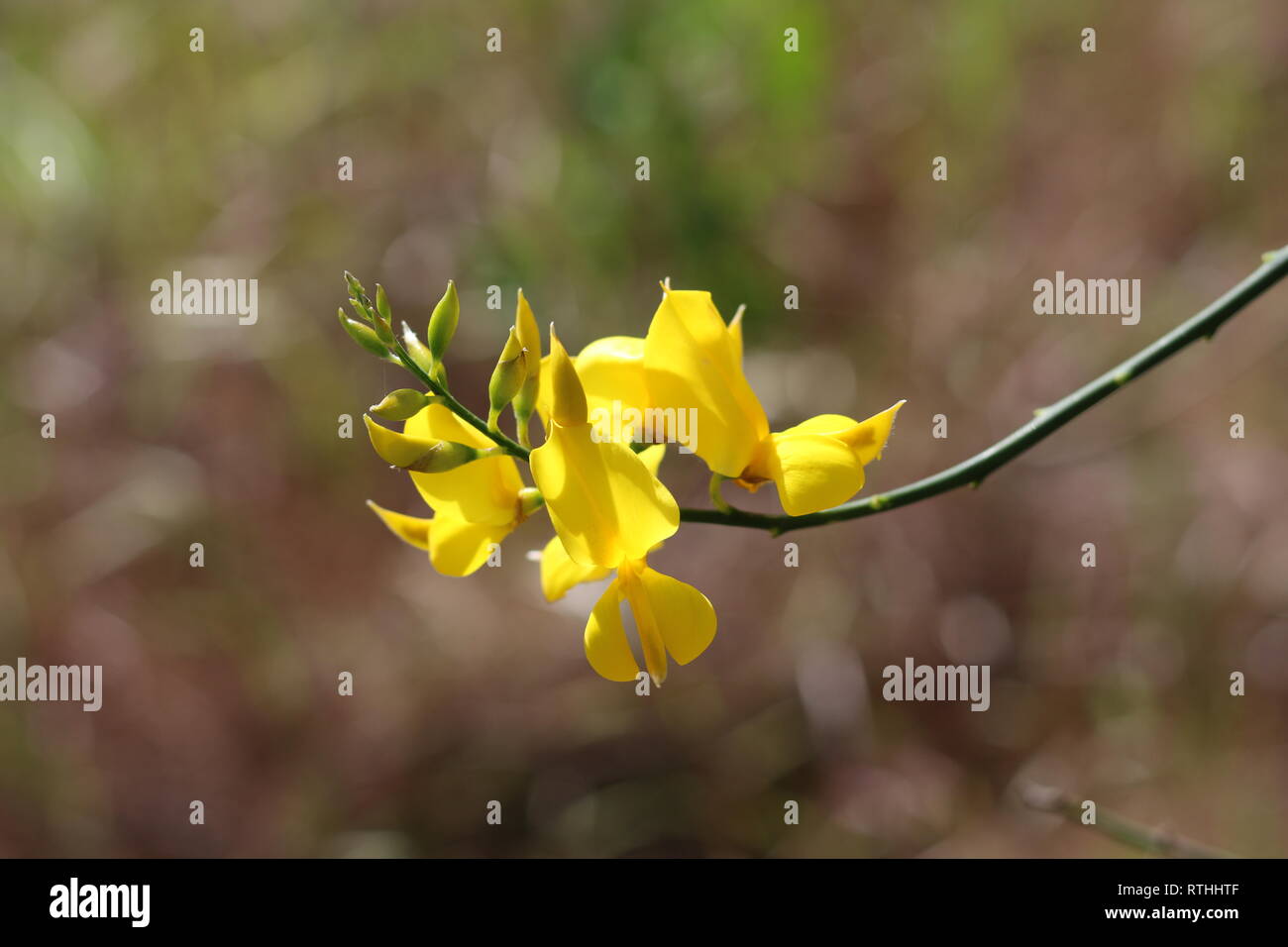Nature Flowers Cactus Flora Spring Stock Photo Alamy