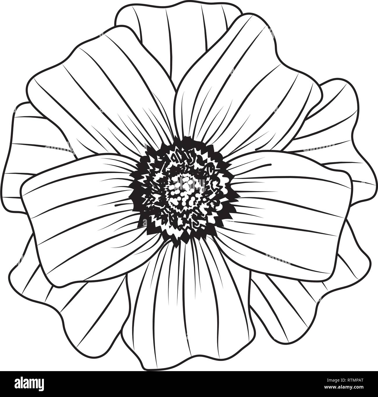 flower petals drawing Stock Vector Image & Art Alamy