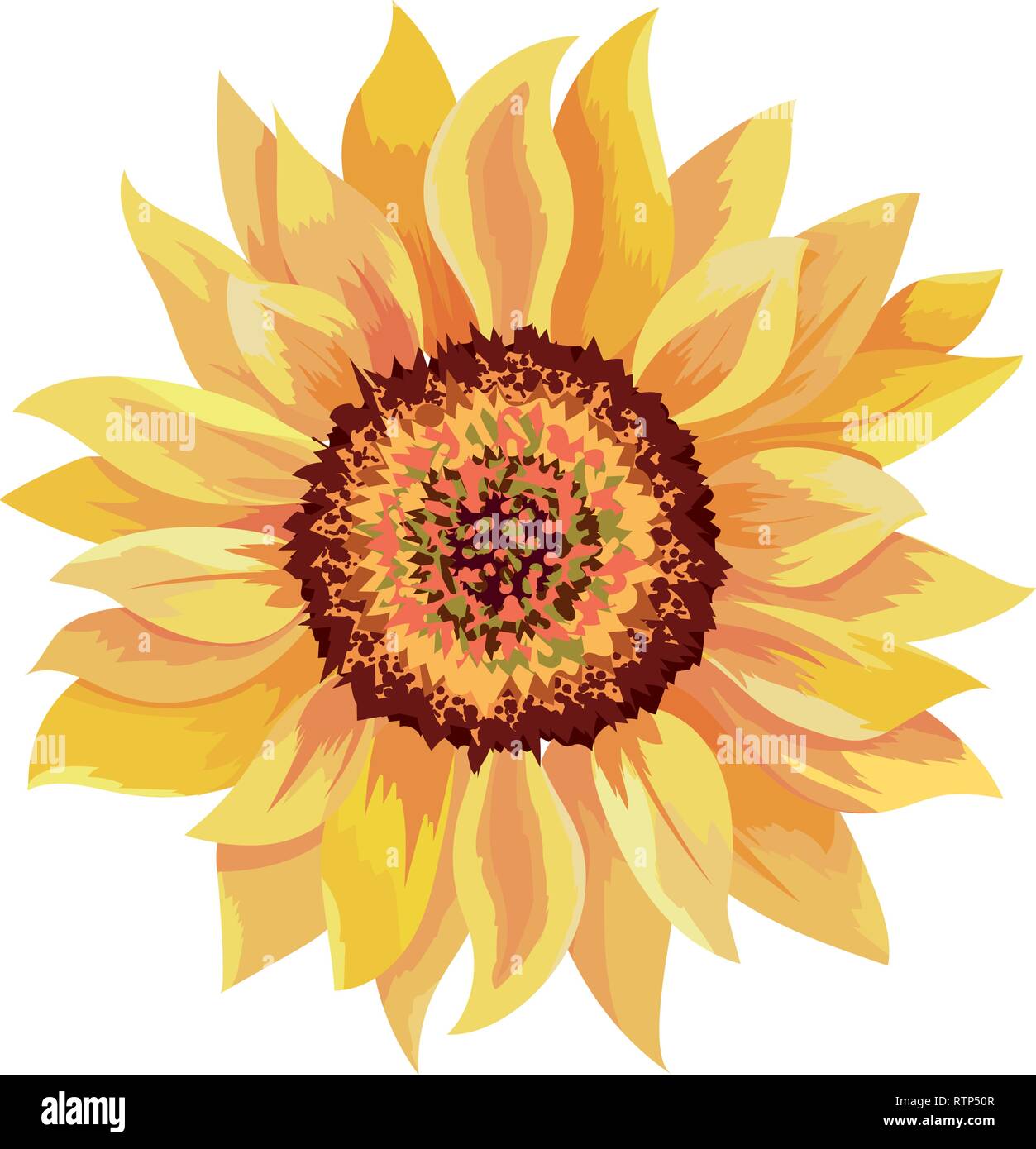 beautiful sunflower drawing Stock Vector Image & Art Alamy