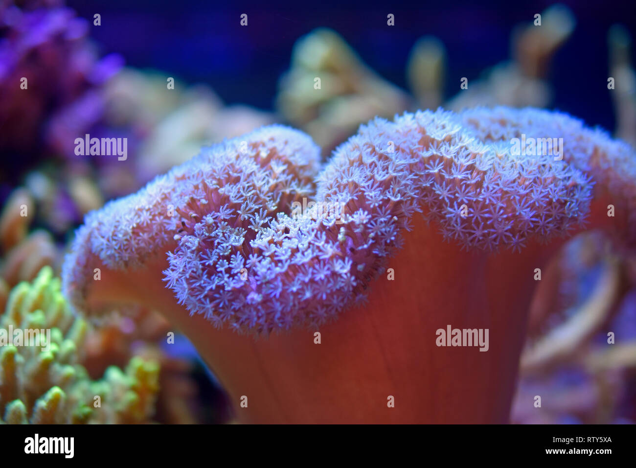 Types of coral hires stock photography and images Alamy
