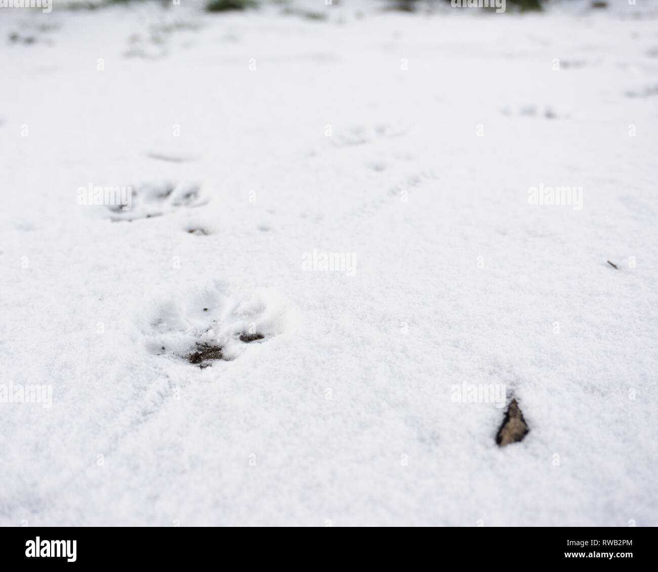Dog Footprints in Snow Stock Photo Alamy