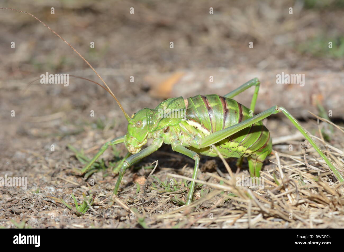 cicada laying eggs on the ground Stock Photo Alamy