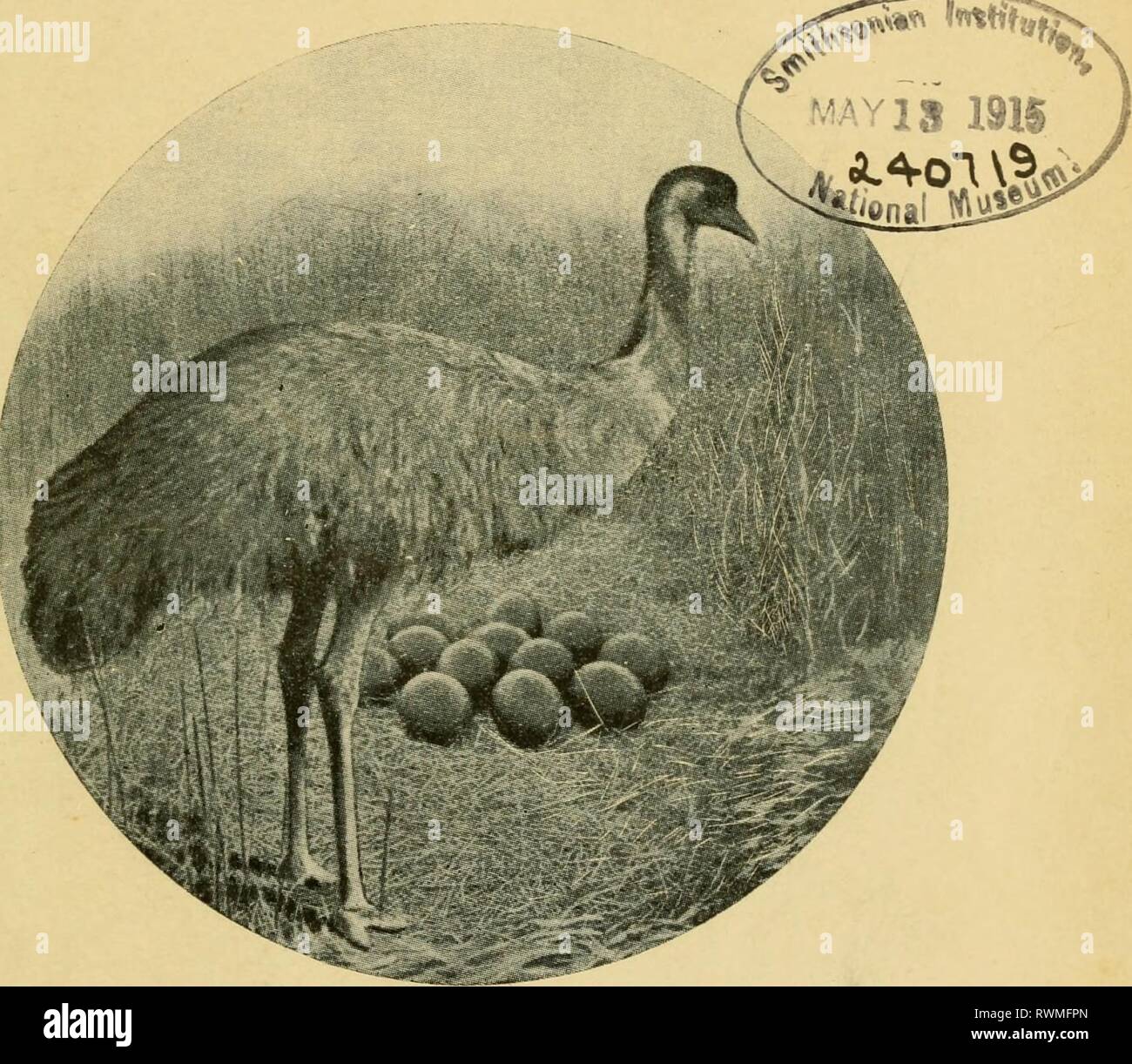 The Emu official organ Stock Photo Alamy