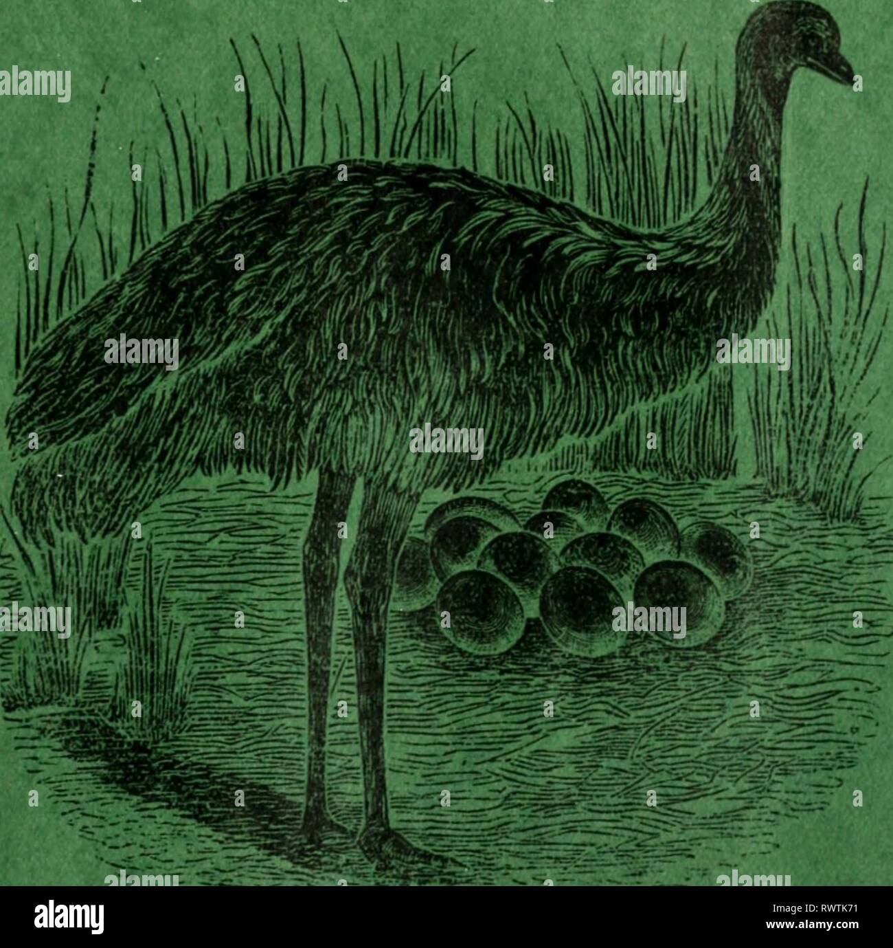 The Emu (1901 Stock Photo Alamy