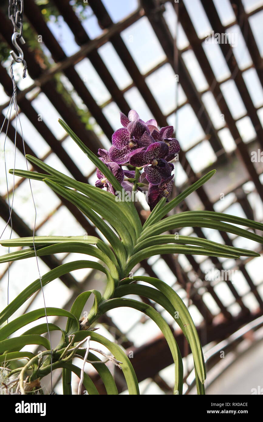 Vanda orchid hybrid flower Stock Photo Alamy