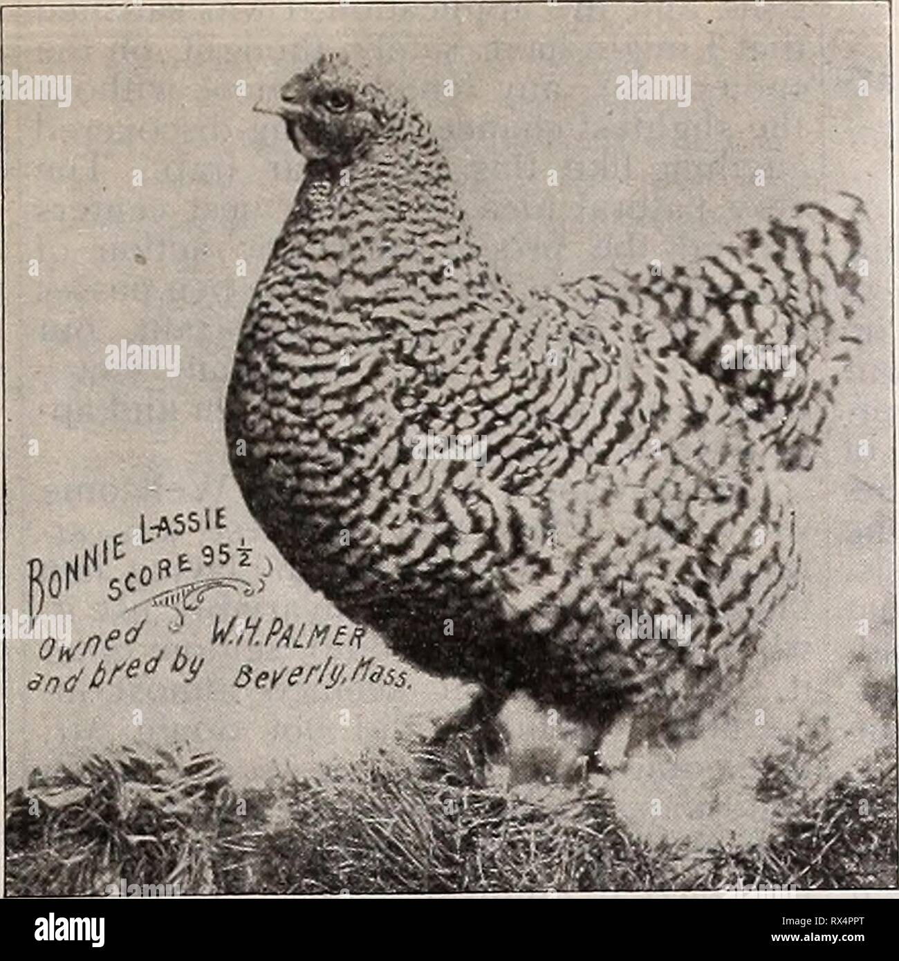 The Eastern poultryman (1903 Stock Photo Alamy
