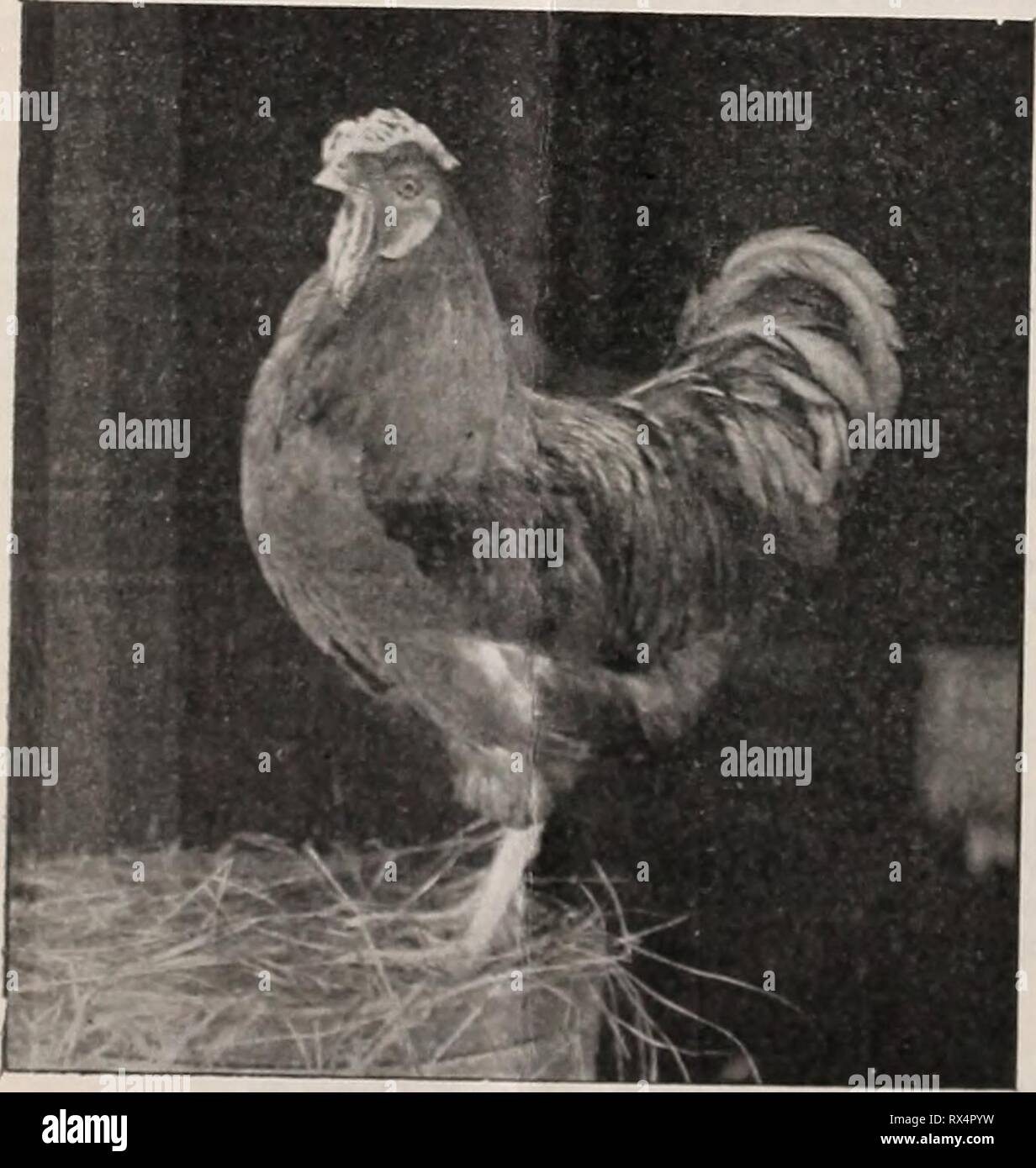 The Eastern poultryman (1903 Stock Photo Alamy