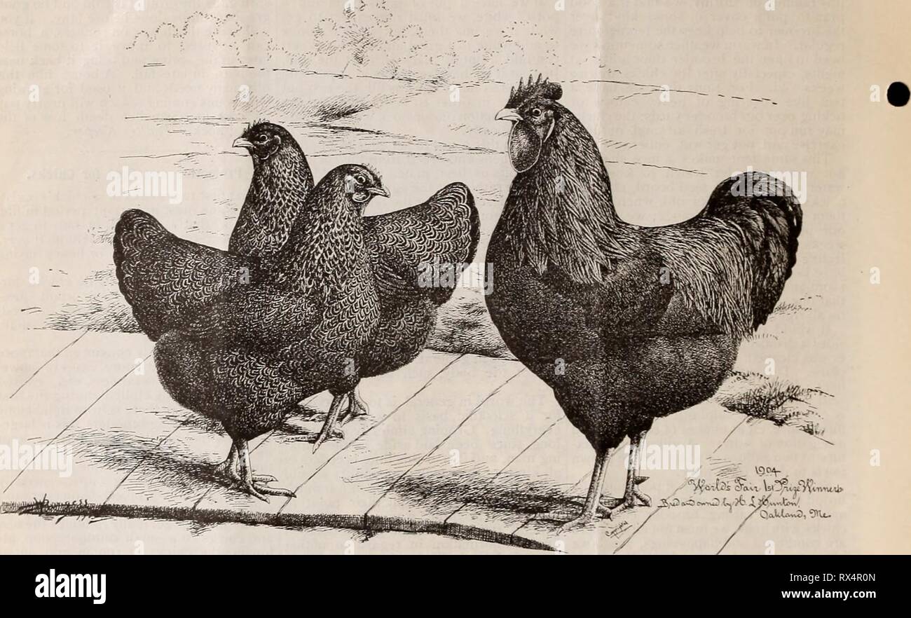 The Eastern poultryman (1905 Stock Photo Alamy