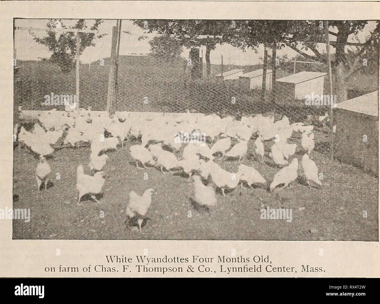 The Eastern poultryman (1905 Stock Photo Alamy