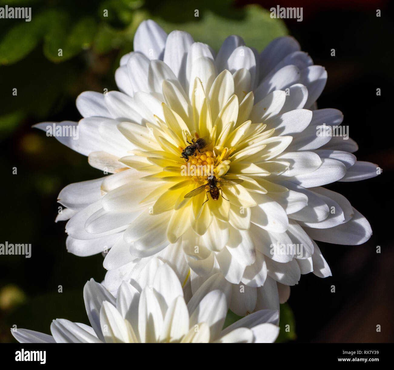 Bees pollinating chrysanthemum Stock Photo Alamy