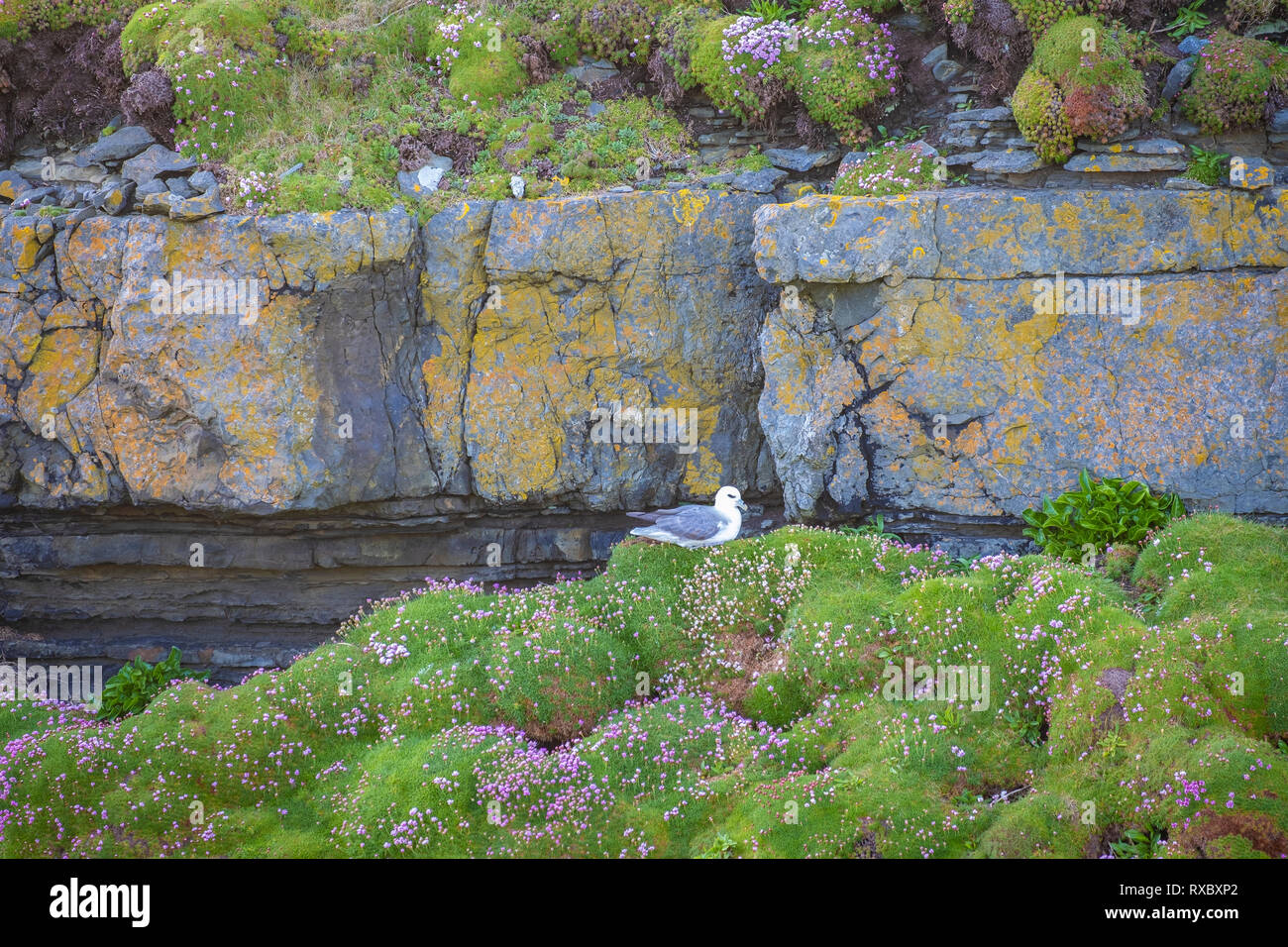 Loop Head Lighthouse, County Clare Stock Photo Alamy