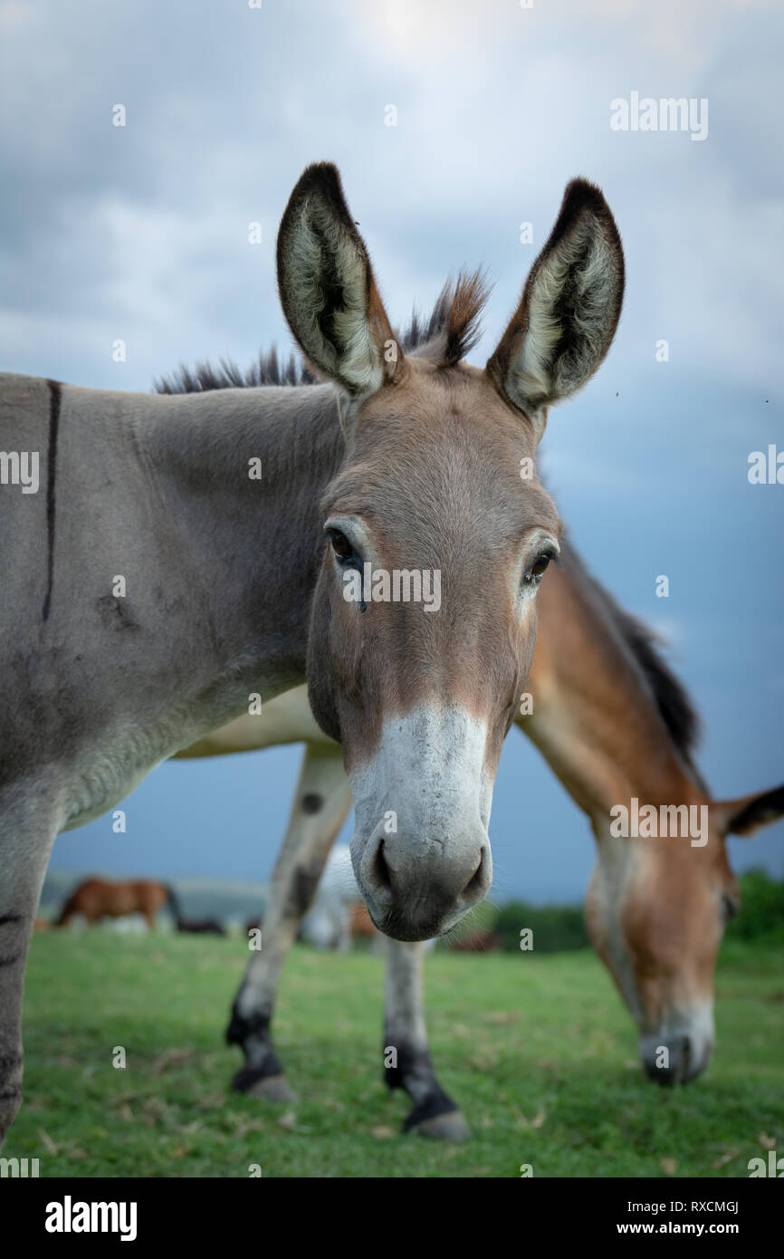 Donkey photobomb Stock Photo Alamy