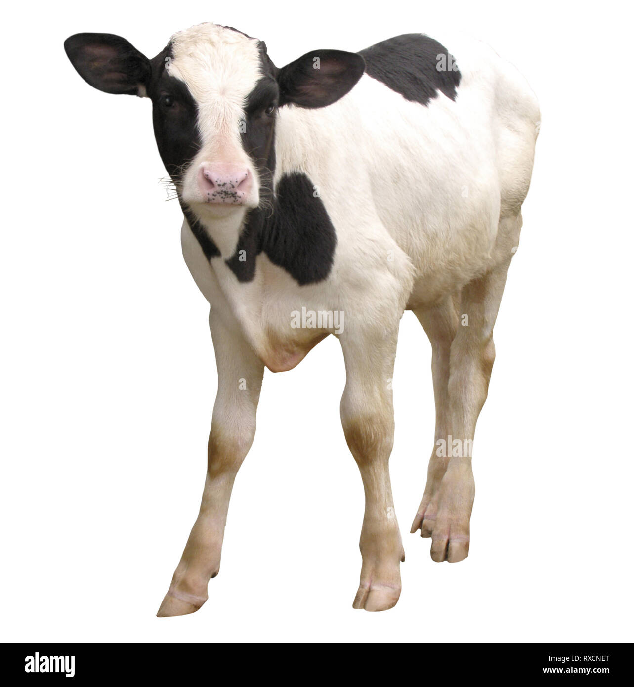 Cow on rural dairy farm Cut Out Stock Images & Pictures Alamy